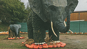 Zwei Elefantenskulpturen aus Kürbissen, umgeben von orangefarbenen Kürbissen und Stroh im Bohrerhof Freiburg.